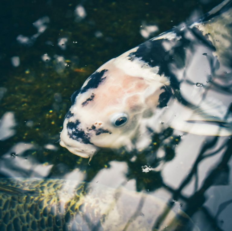 Doitsu ginrin chagoi – bezłuskowy chagoi z błyszczącymi łuskami