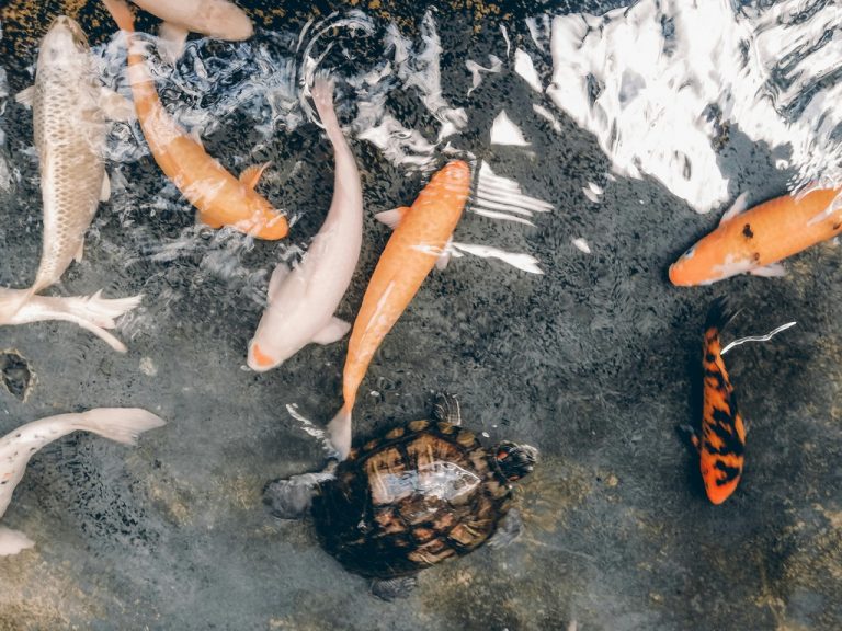 Grzybień białopłatek i karp koi – jak tworzyć naturalny, kolorowy staw wodny