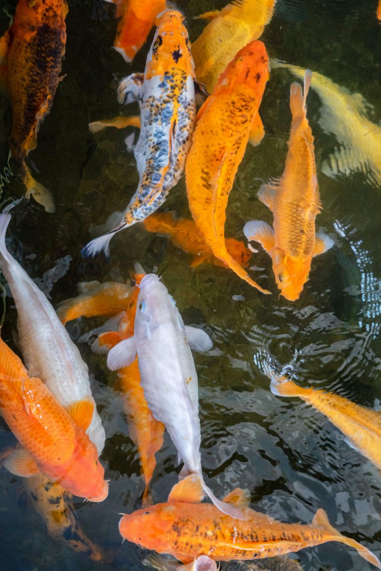 Ile rośnie karp – tempo wzrostu w różnych warunkach hodowlanych