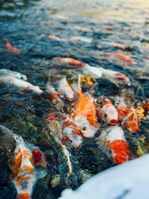 Karp koi pomarańczowy – symbolika i znaczenie tej barwy