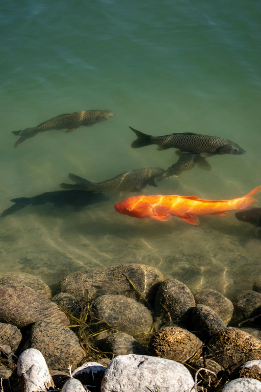 Koi cena – od czego zależy koszt tych ozdobnych ryb?