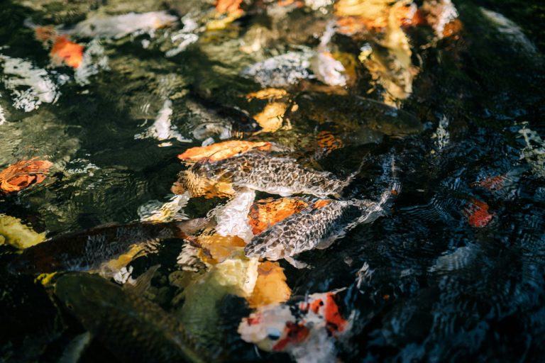 Pływacz drobny – jak pływacz drobny przyciąga karpia koi w oczkach wodnych?