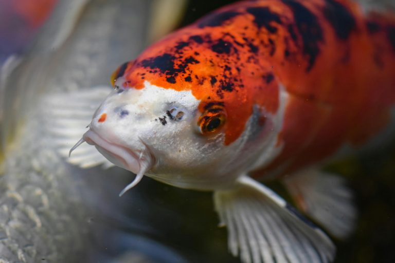 Rdestnica połyskująca – wpływ tej rośliny na zdrowie karpia sazana w naturalnych zbiornikach wodnych