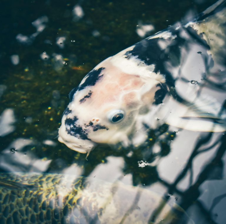 Shiro bekko – biały z czarnymi plamkami