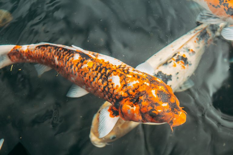 Shuiro ogon – jasnoczerwony koi o metalicznym połysku