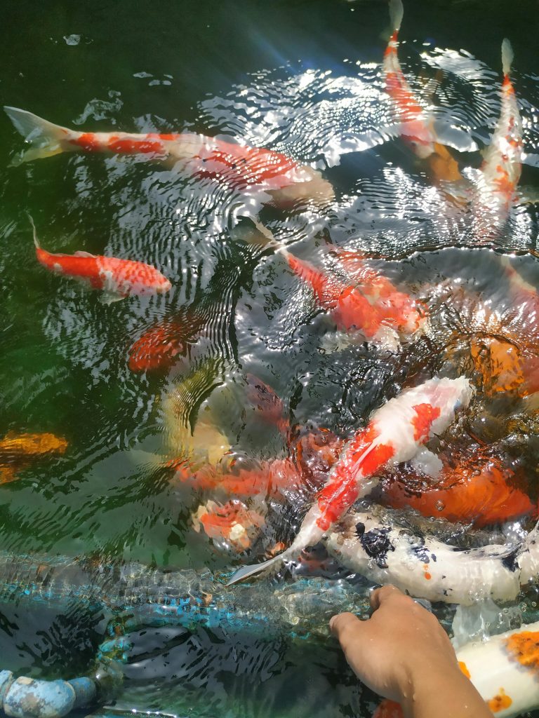 Tancho orenji matsuba – pomarańczowy koi z czerwoną plamą